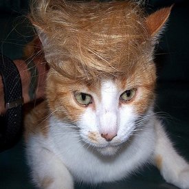 When You’ve Been Trumped – Mindfulness Can Help